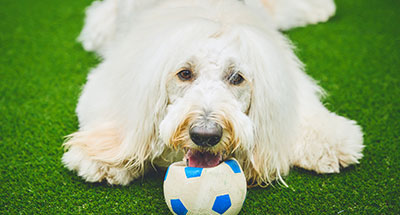 #わんほでワンショット