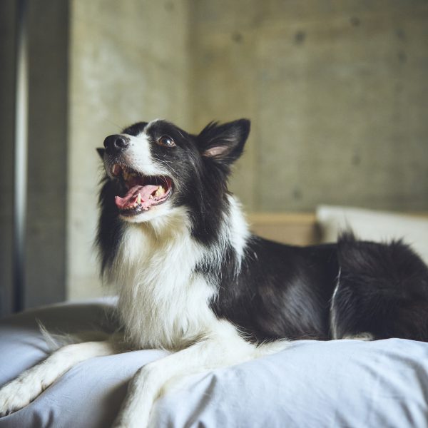 ご宿泊予定の方へ［規約・注意事項］確認のお願い