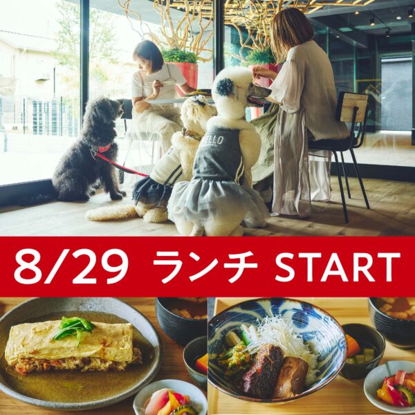 8/29〜ホテル内レストラン「和食OTE」でランチスタート！