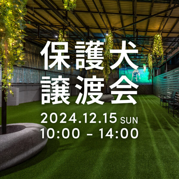 保護犬の譲渡会を開催！