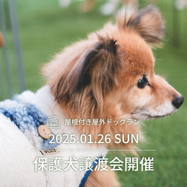 保護犬譲渡会のお知らせ