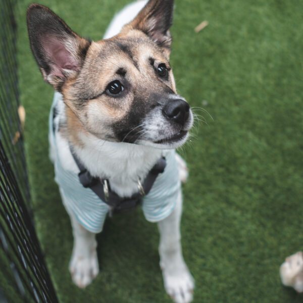 2025.06.08 保護犬譲渡会を開催します