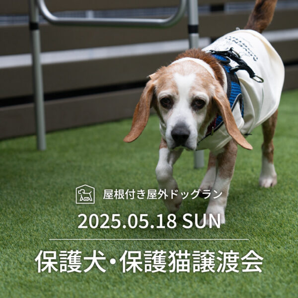 保護犬・保護猫譲渡会を開催します