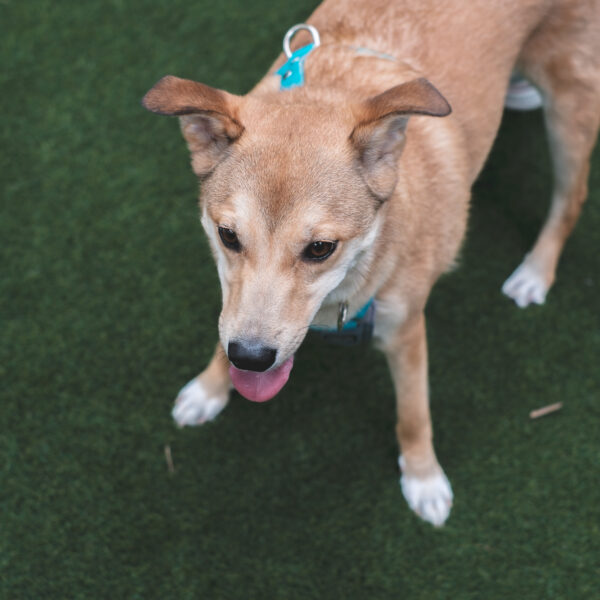 2025.07.06 保護犬譲渡会を開催します