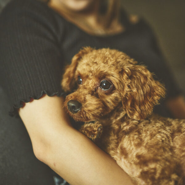 2025.09.06限定!!ホテルデビューしつけ教室プラン