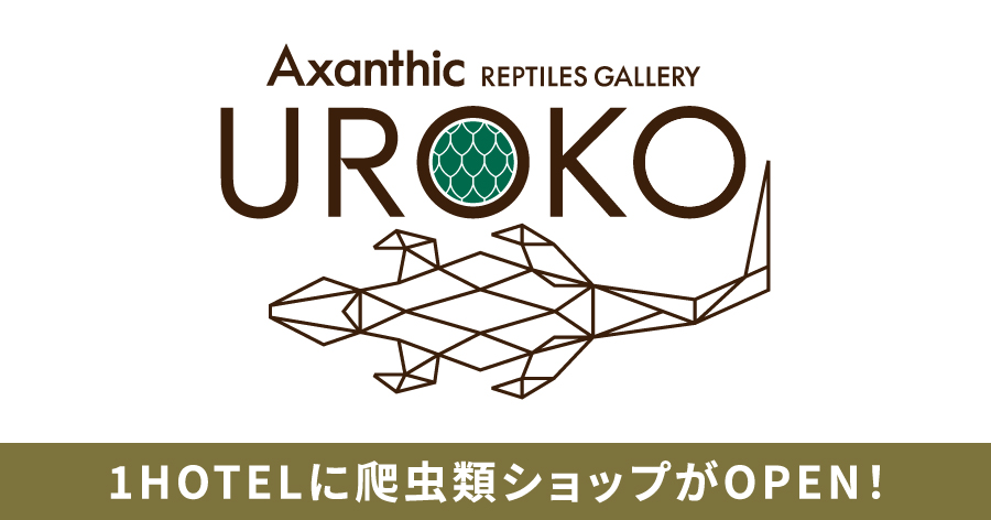 【Axantic Reptiles Gallery ＊UROKO＊】爬虫類ショップがOPEN♪