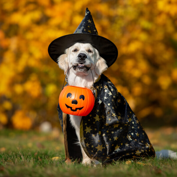 2025.10.26 ハロウィンフェスタin足久保