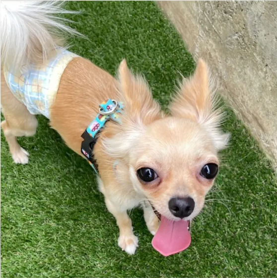 2025.12.07 保護犬譲渡会を開催します