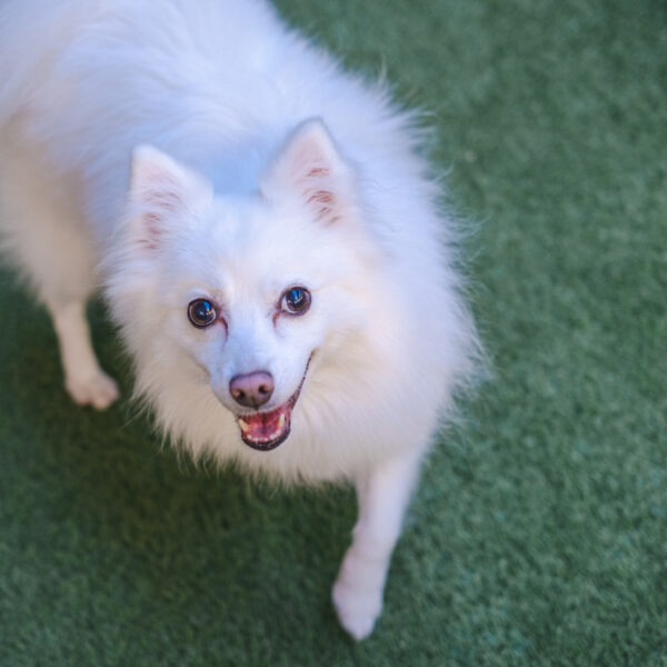 2026.01.18 保護犬譲渡会を開催します