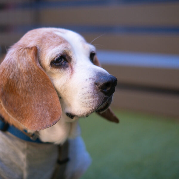 2026.04.05 保護犬譲渡会を開催します