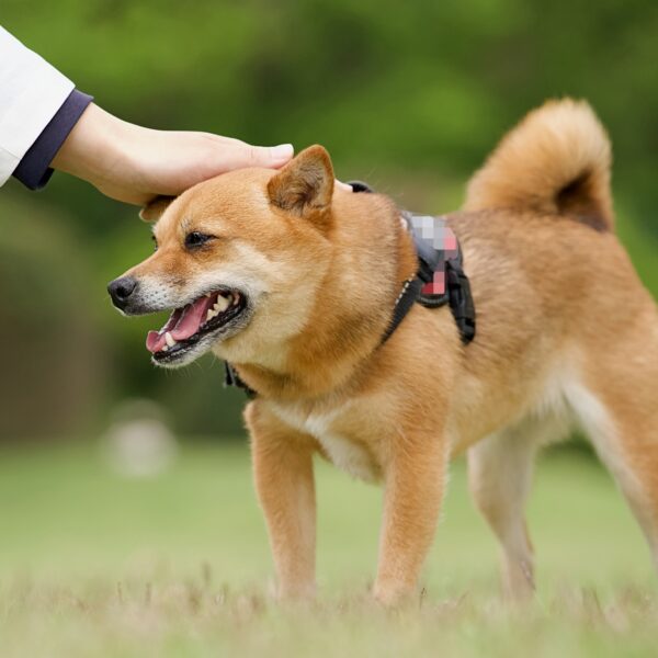 2026.04.18 いのちプロジェクト譲渡会&保護っ子しつけ